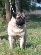 Mops - zadám kvalitní štěňata s PP, barva béžová